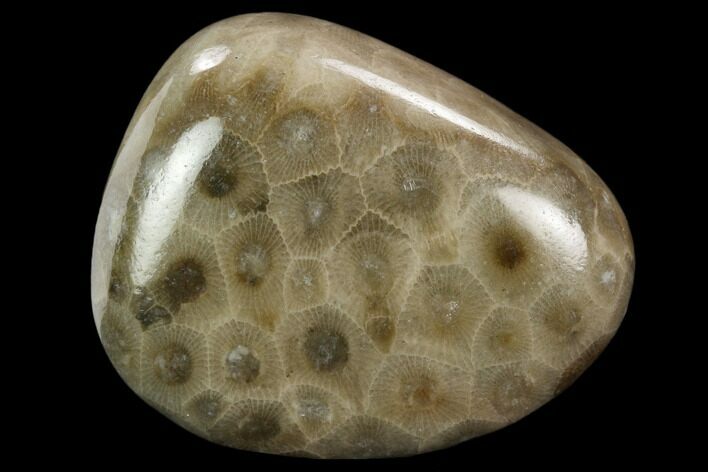 Polished Petoskey Stone (Fossil Coral) - Michigan #131064